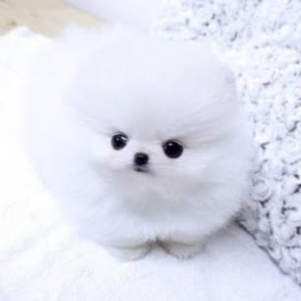 Meet your Posher, Evie